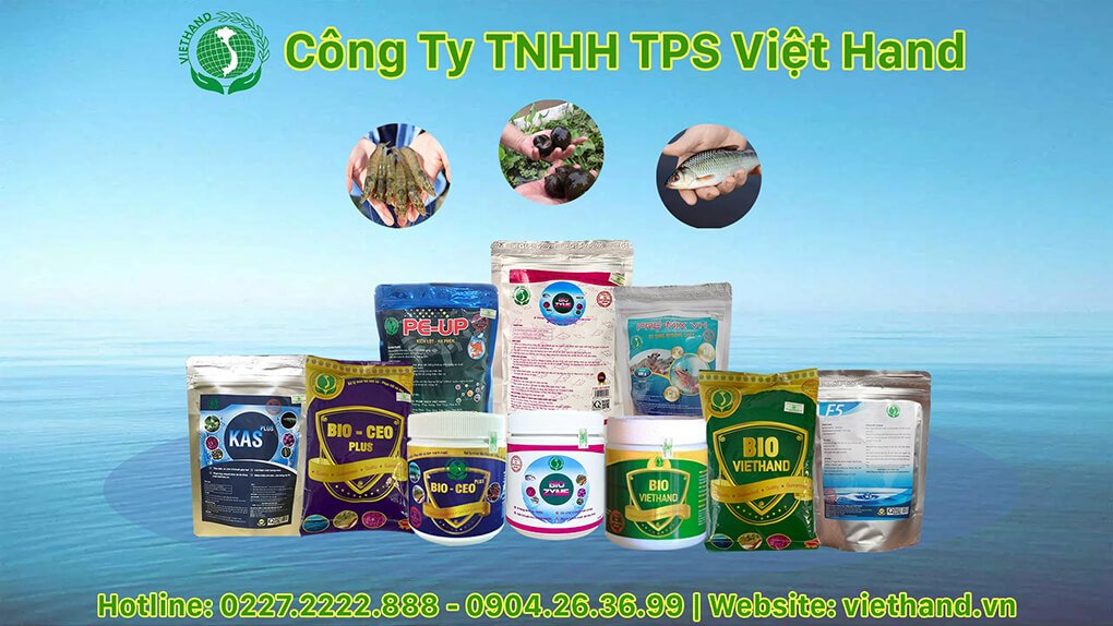 Công ty TNHH Thực phẩm sạch Việt Hand tuyển dụng